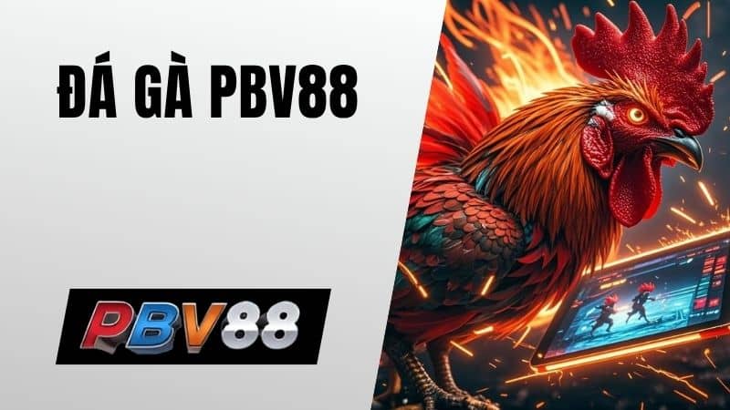Đá gà PBV88 cung cấp phát sóng trực tiếp và đặt cược vào trận đấu Đá gà PBV88 cung cấp phát sóng trực tiếp và đặt cược vào trận đấu