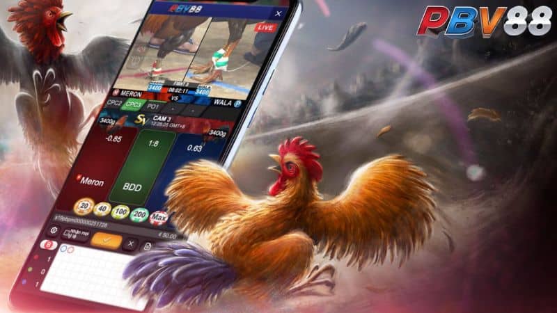 Sảnh chơi cá cược đá gà nổi bật tại PBV88 Sảnh chơi cá cược đá gà nổi bật tại PBV88