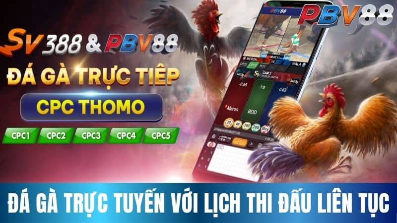Đá gà trực tuyến mang đến lịch thi đấu liên tục từ trường gà lớn Đá gà trực tuyến mang đến lịch thi đấu liên tục từ trường gà lớn
